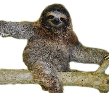 טיול צפרות - קוסטה ריקה 2016