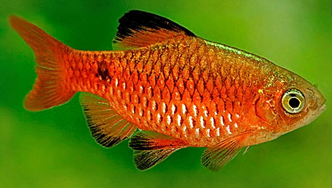 chilli red rosy barb