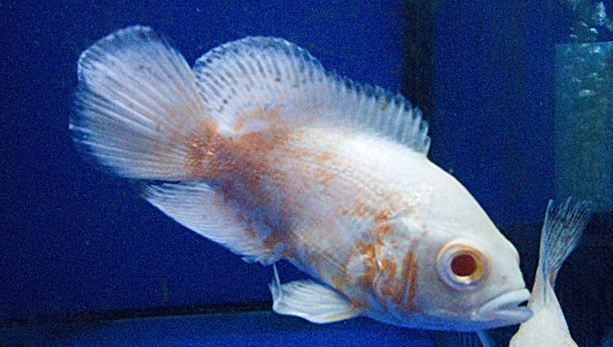 Albino Tiger Oscar 7CM