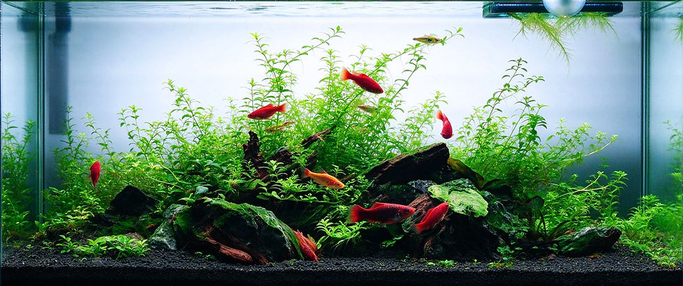 45x25x20
