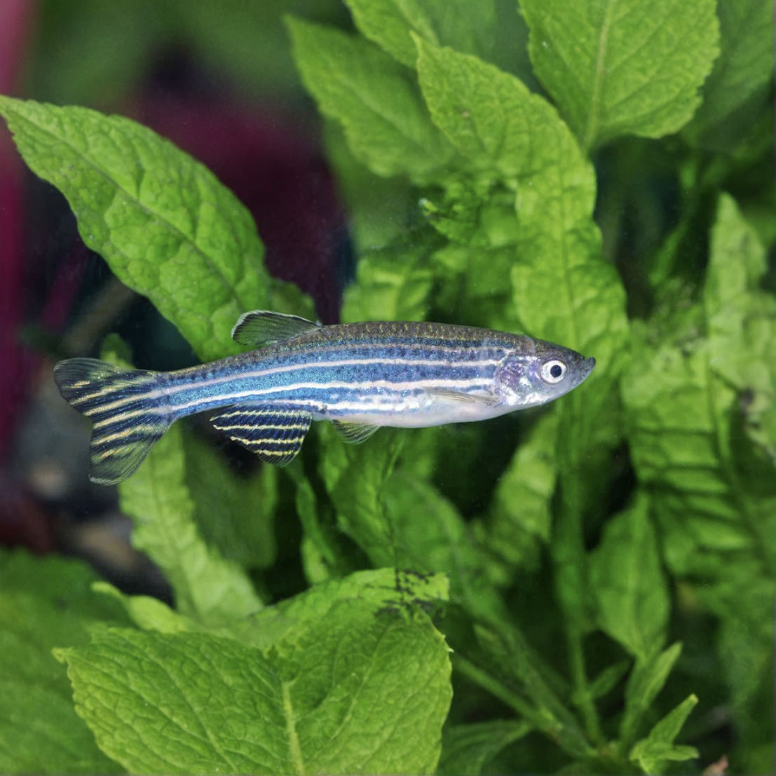 zebra danio
