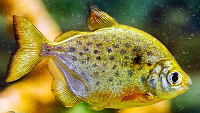 SPOTTED SILVER DOLLAR