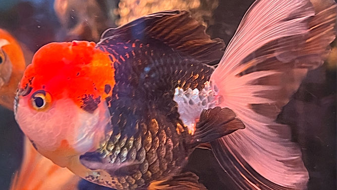 thai oranda molly small