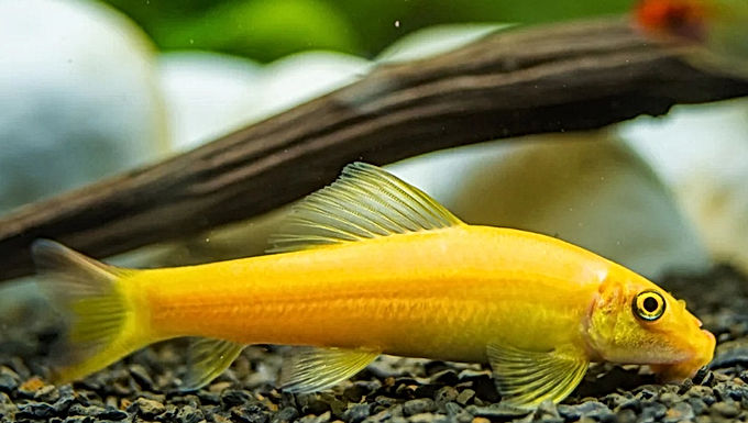 cold water sucking cat fish