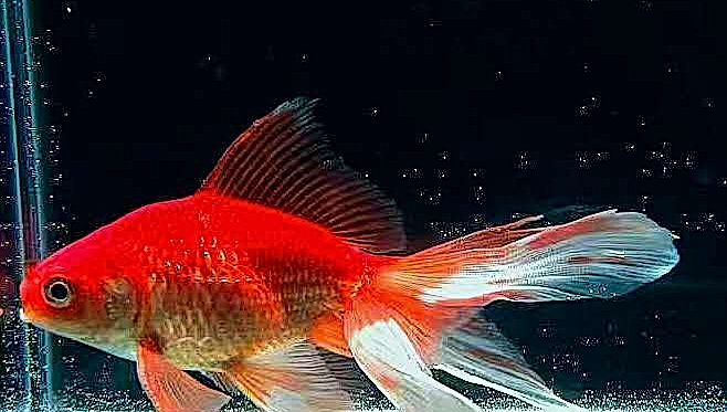Gold fish - FANTAIL L size