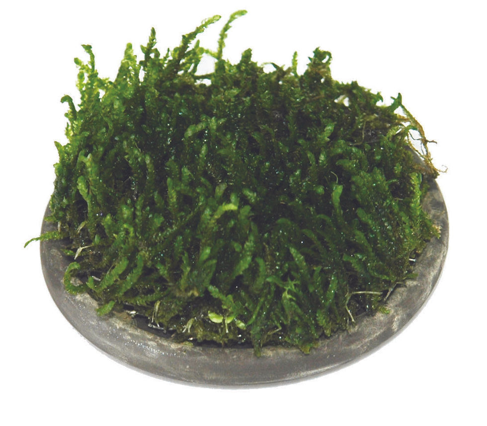 Thumbnail: Aquarium Moss Plant Cultivation Mesh Ceramic Platform - Multiple Sizes