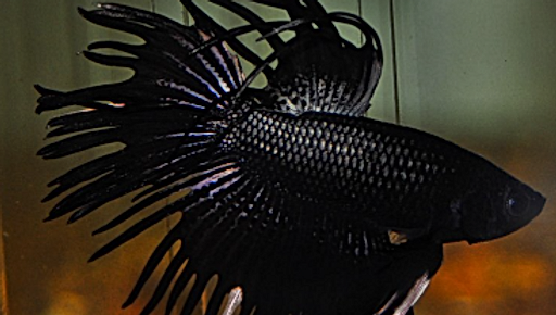Betta - Crowntail Black 冠尾
