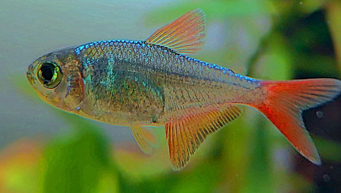 Red Blue Colombian Tetra
