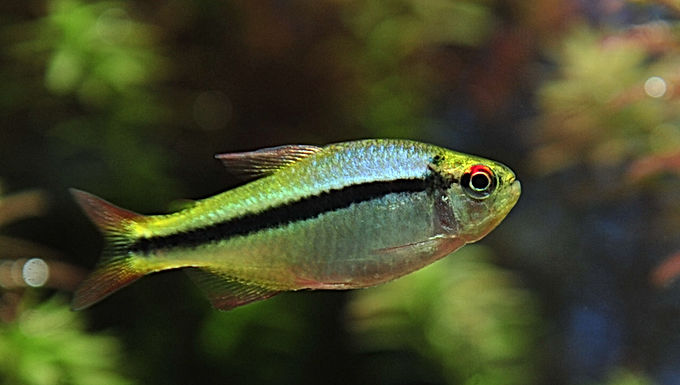 lapis tetra