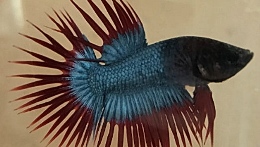 betta - crowntail blue and red 冠尾混色