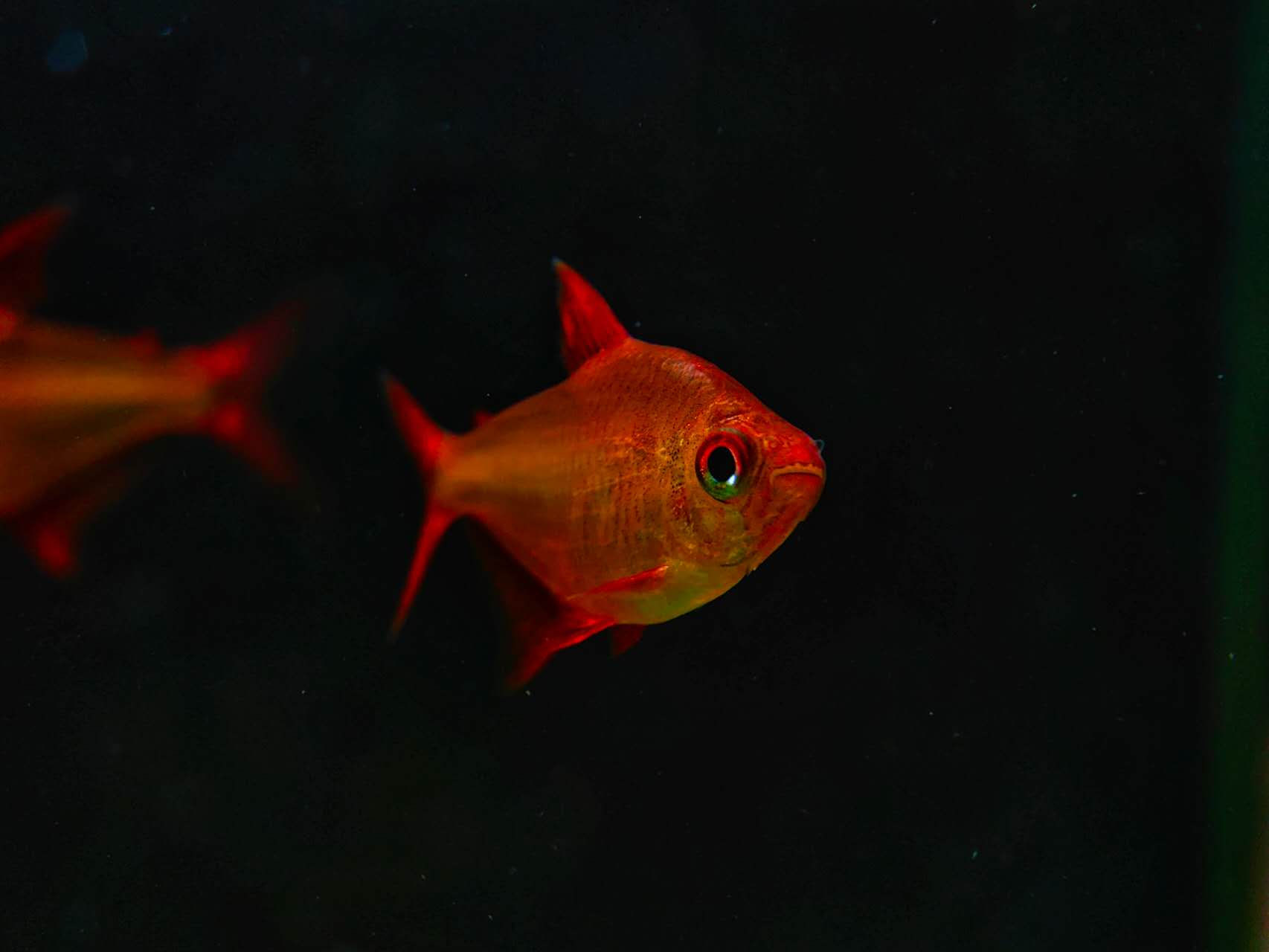 muzel red cherry tetra