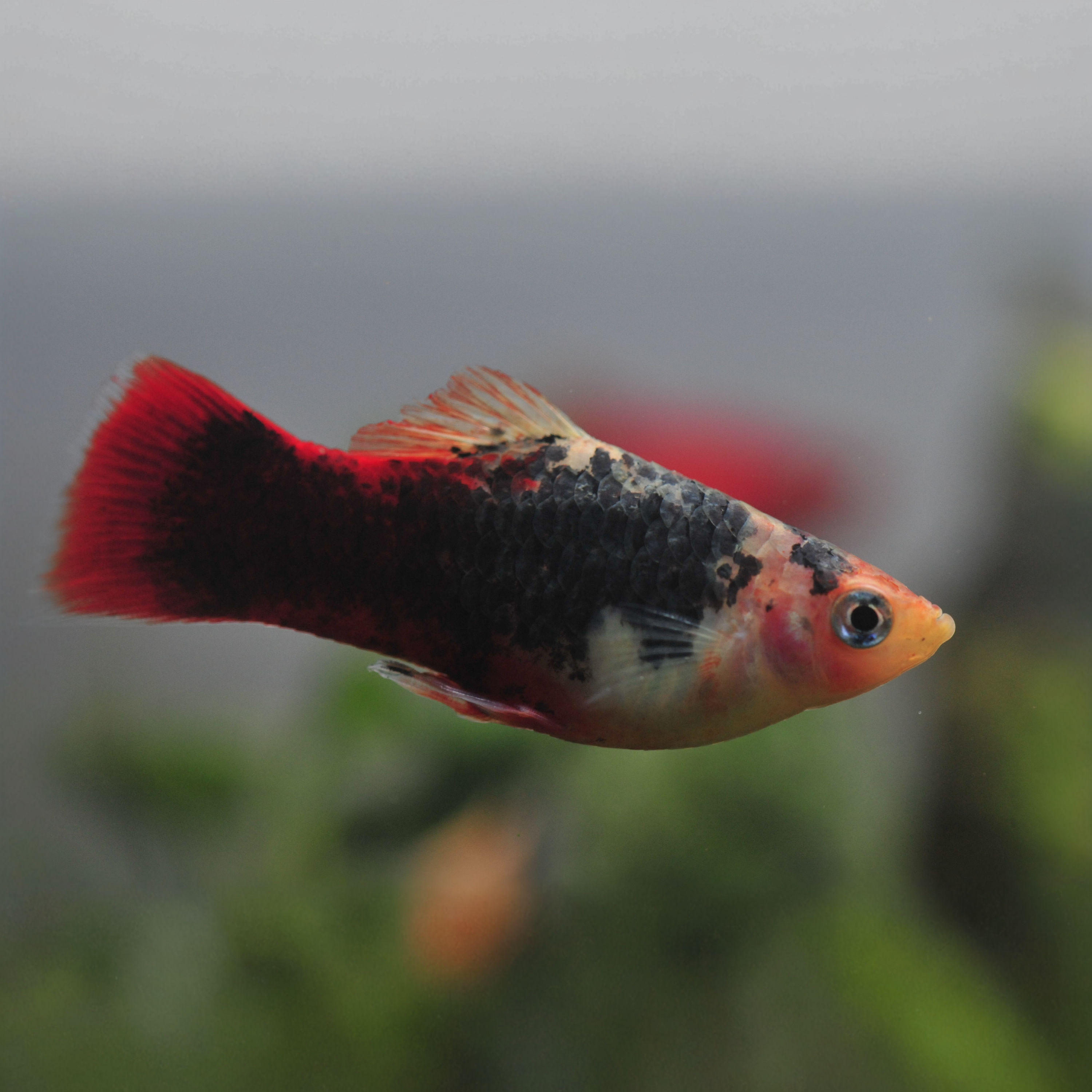 Neon Platy