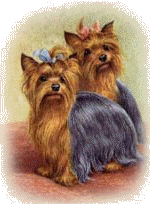 Two long haired Yorkies