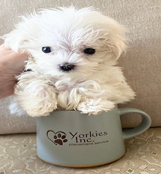 Mugsysm_edited.jpg