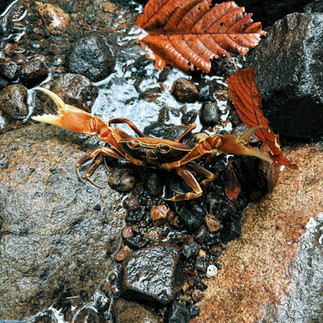 Un magnifique crabe croisé en chemin