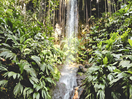 Randonnée de la Cascade Secrète (Bouillante, Guadeloupe) - Itinéraire, conseils et Guide Complet