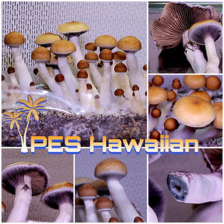 PES Hawaiian isolated syringe