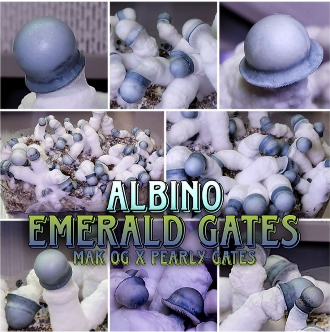 Albino Emerald Gates Microtube