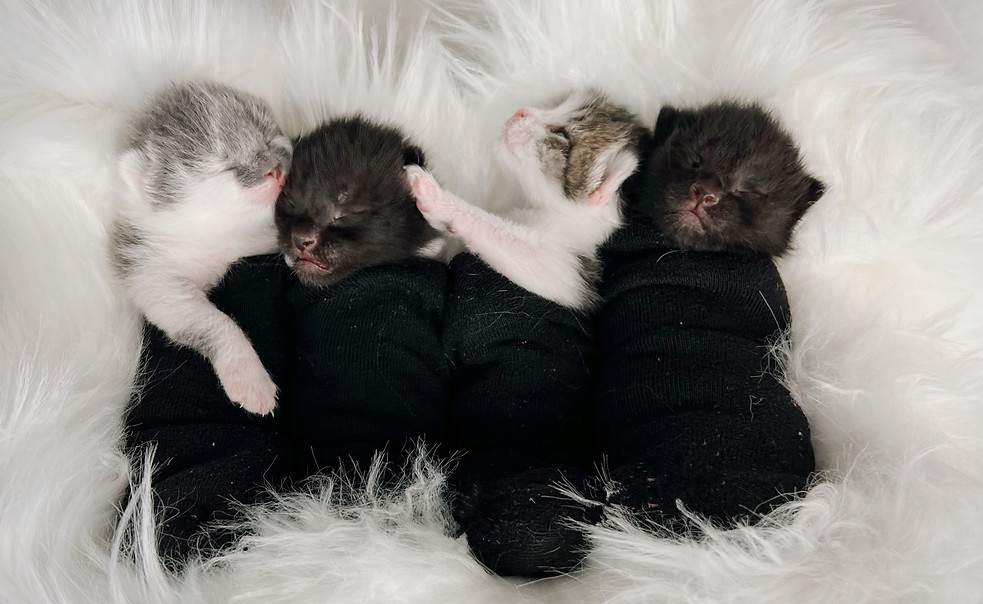 Kitten Rescue Tiny Miracles Kitten Rescue Tennessee