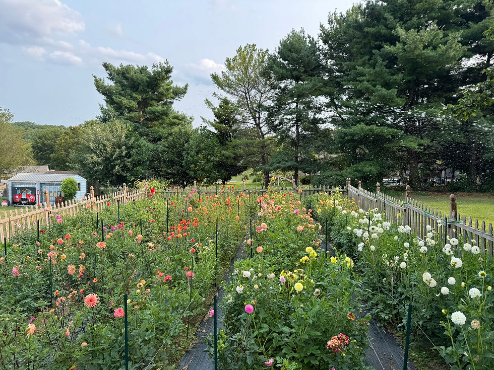 Everbloom farm dahlia field