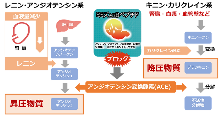 ACE阻害について.png