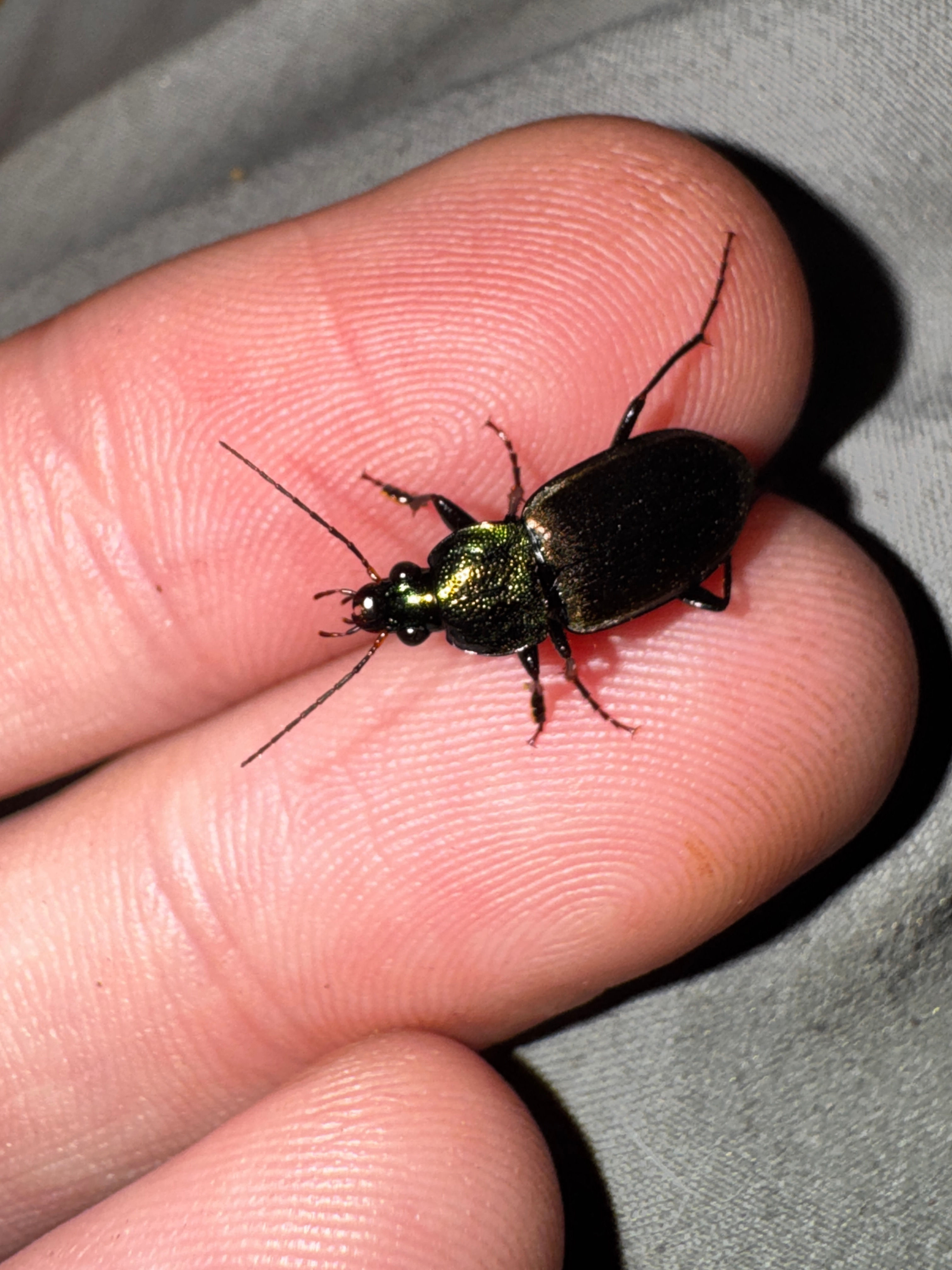 Metallic Predatory Ground Beetle - Chlaenius australis