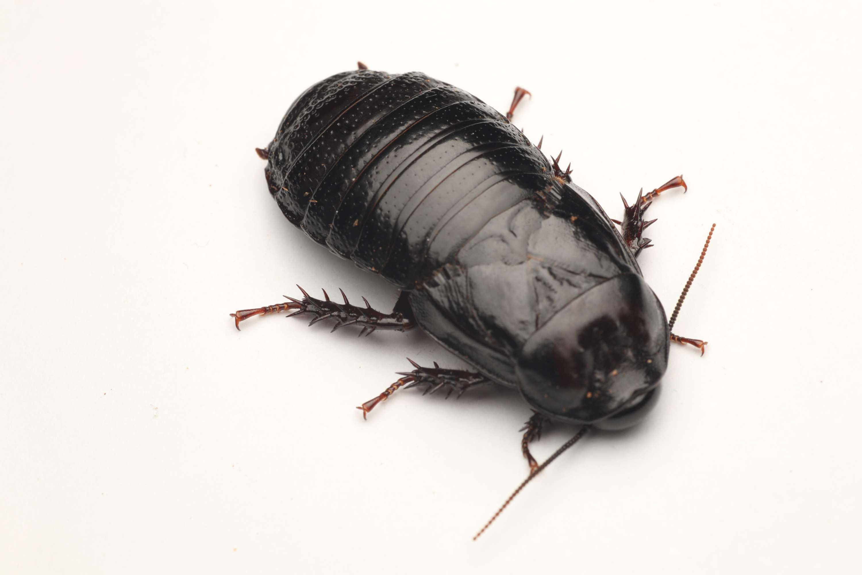 Australian Wood Cockroach - Panesthia australis