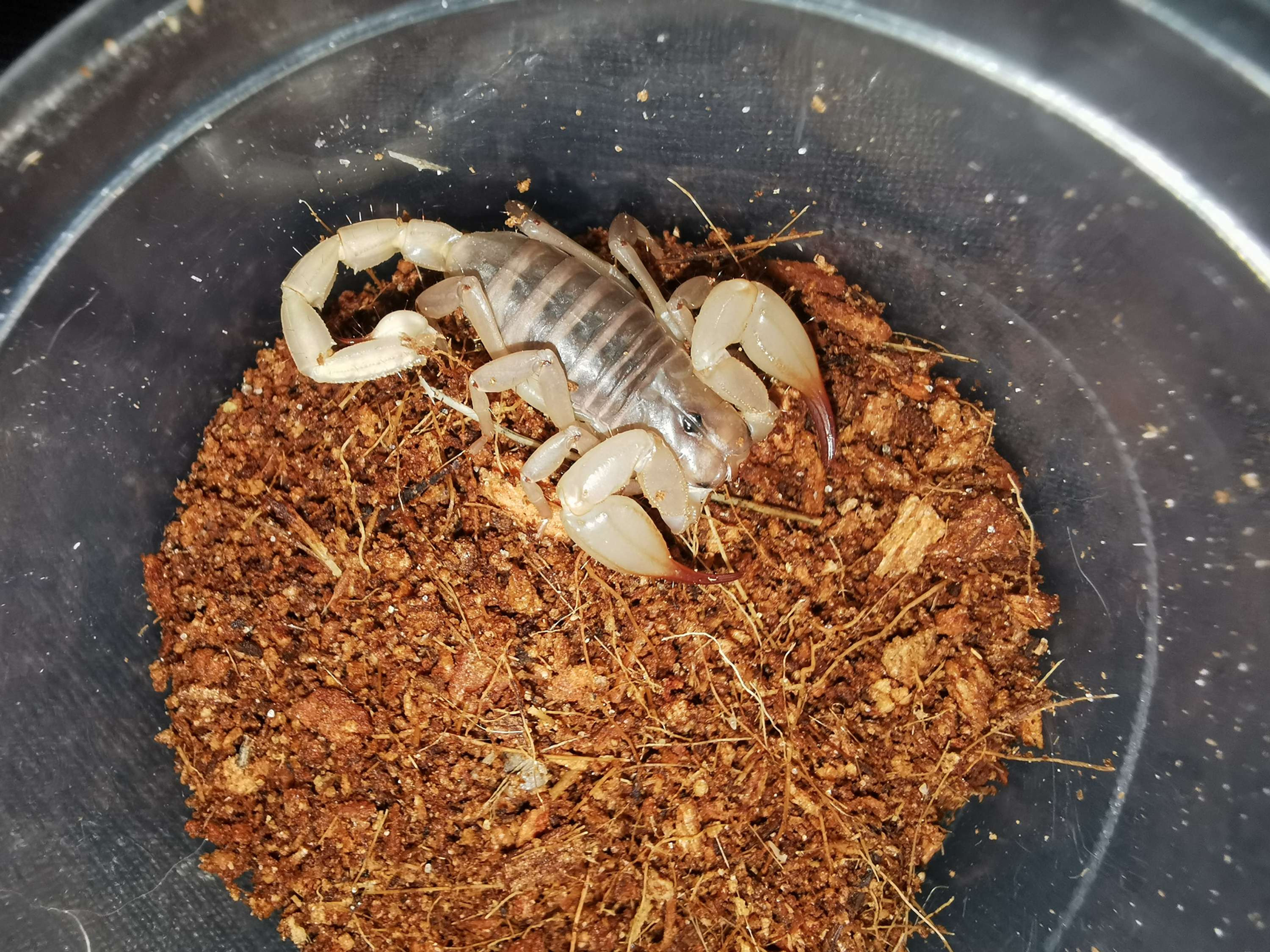 Flinders Ranges Scorpion - Urodacus elongatus (Small) 
