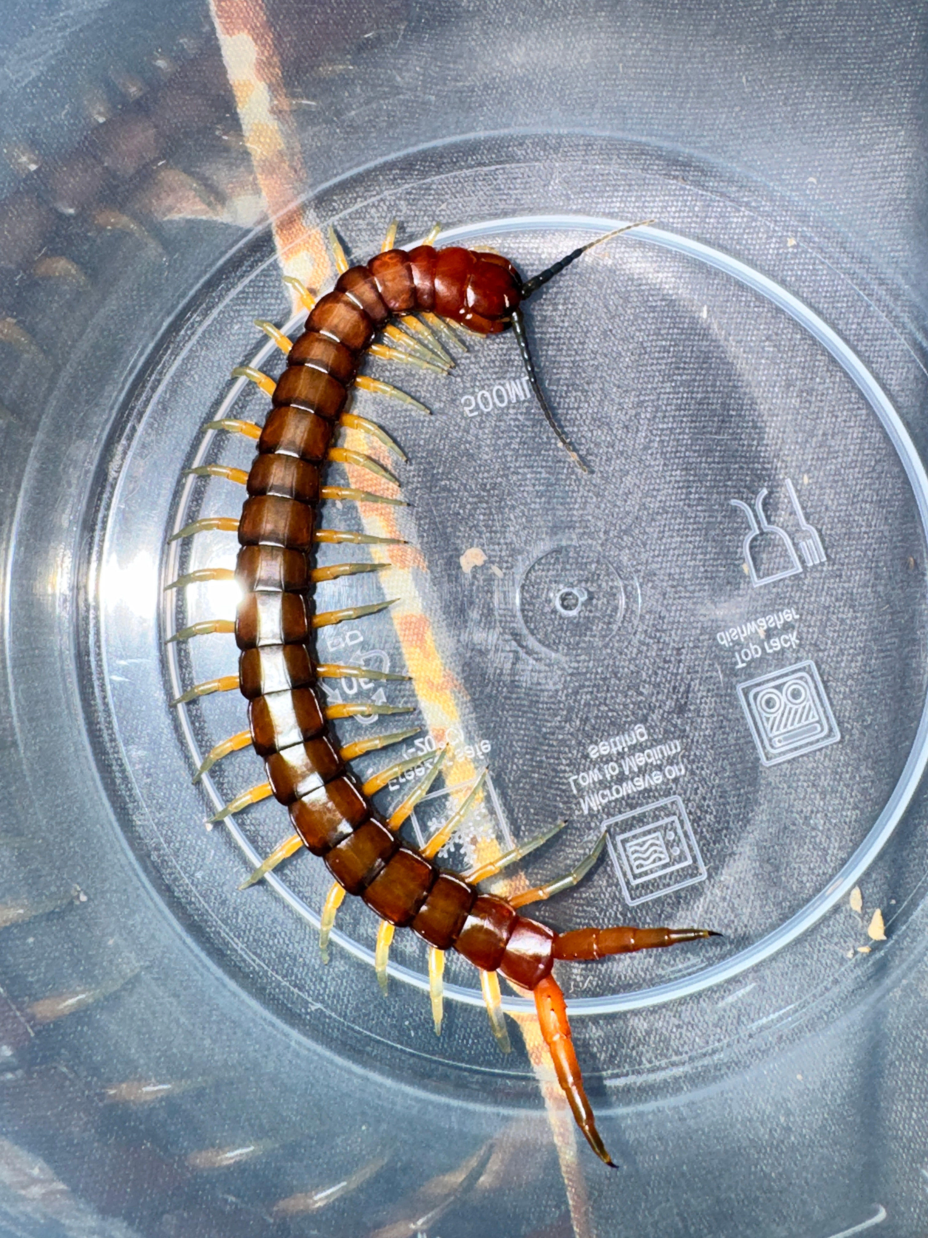 WA Orange-Footed Centipede - Cormocephalus aurantiipes