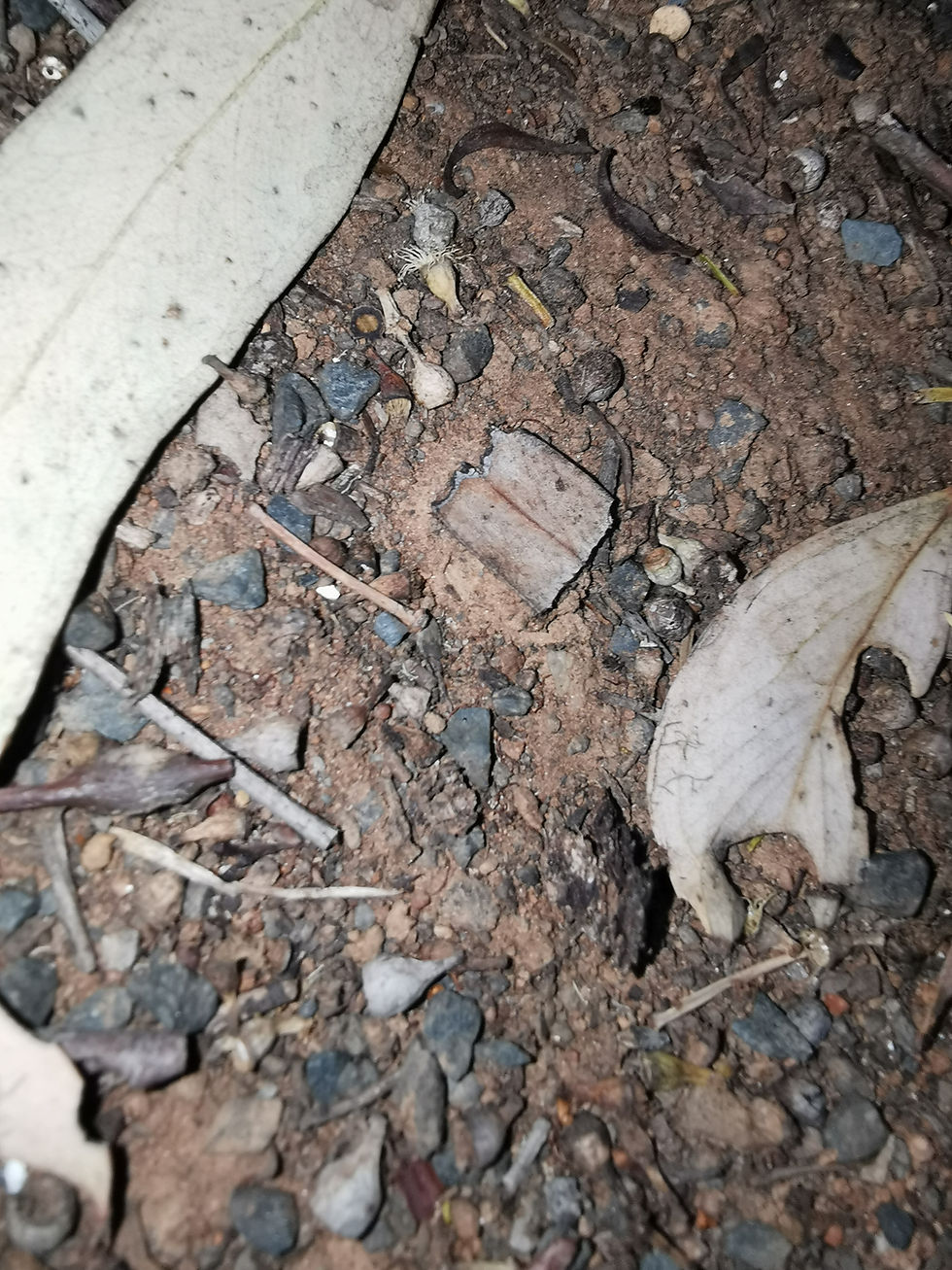 Thumbnail: Trapdoor Wolf Spider - Portacosa cinera