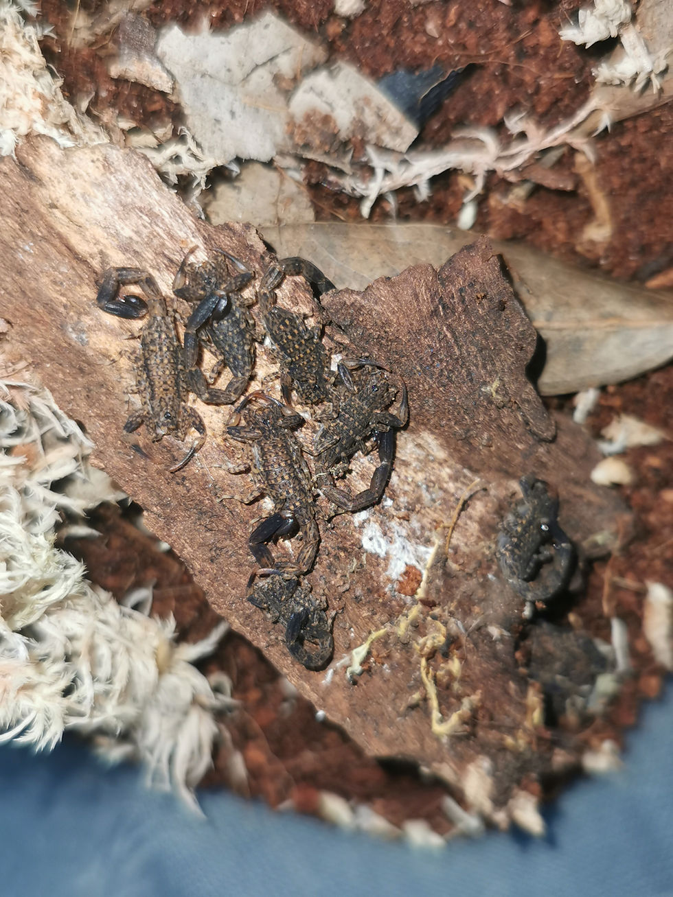 Lychas marmoreus nigriscens - Marbled Scorpion