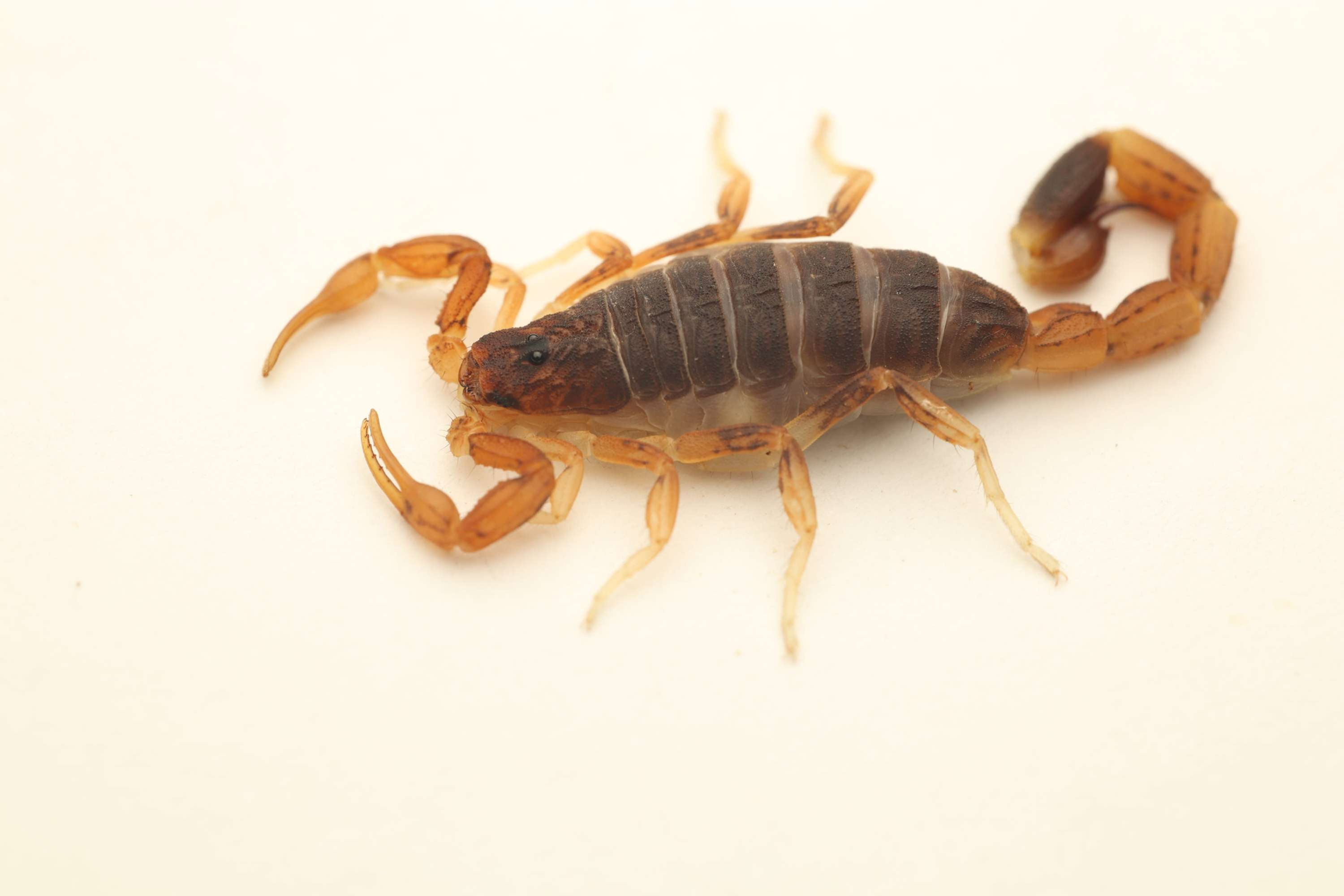 Ochre Scorpion - Lychas jonesae (SA Locale)