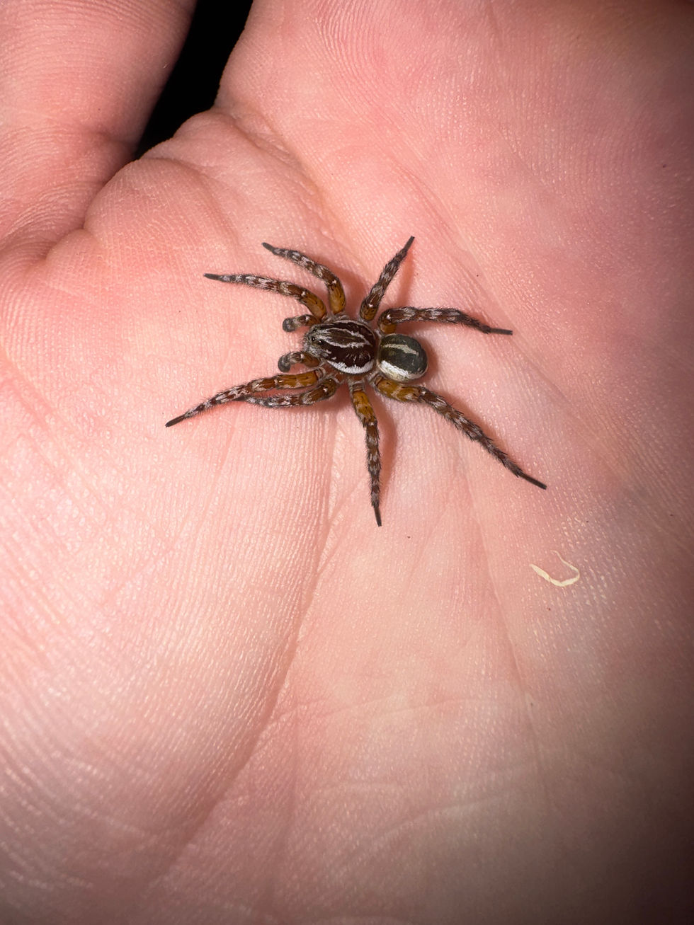 Thumbnail: Marten’s Wolf Spider - Diahogna martensi