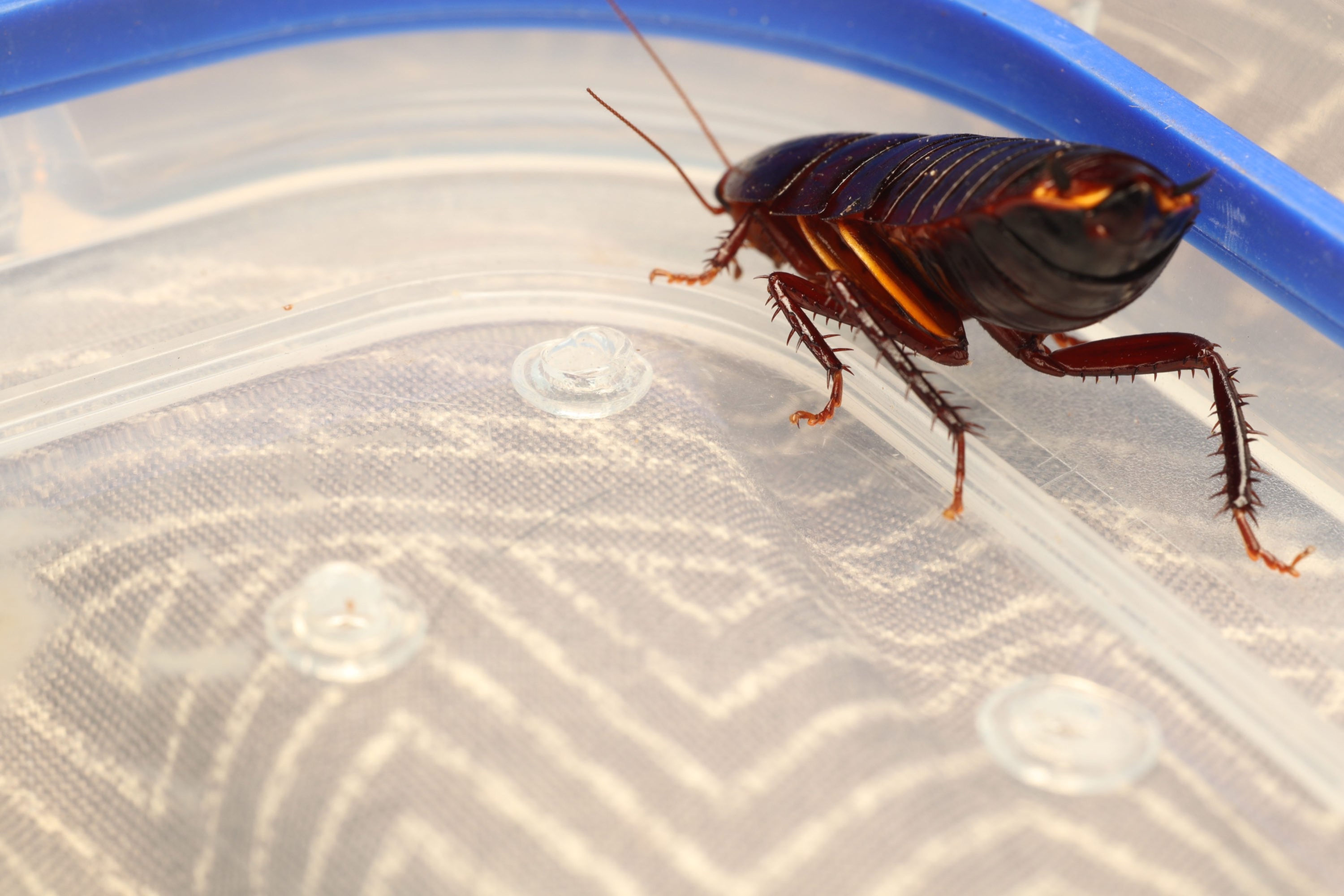 Inland Sleepy Cockroach - Anamesia lambii