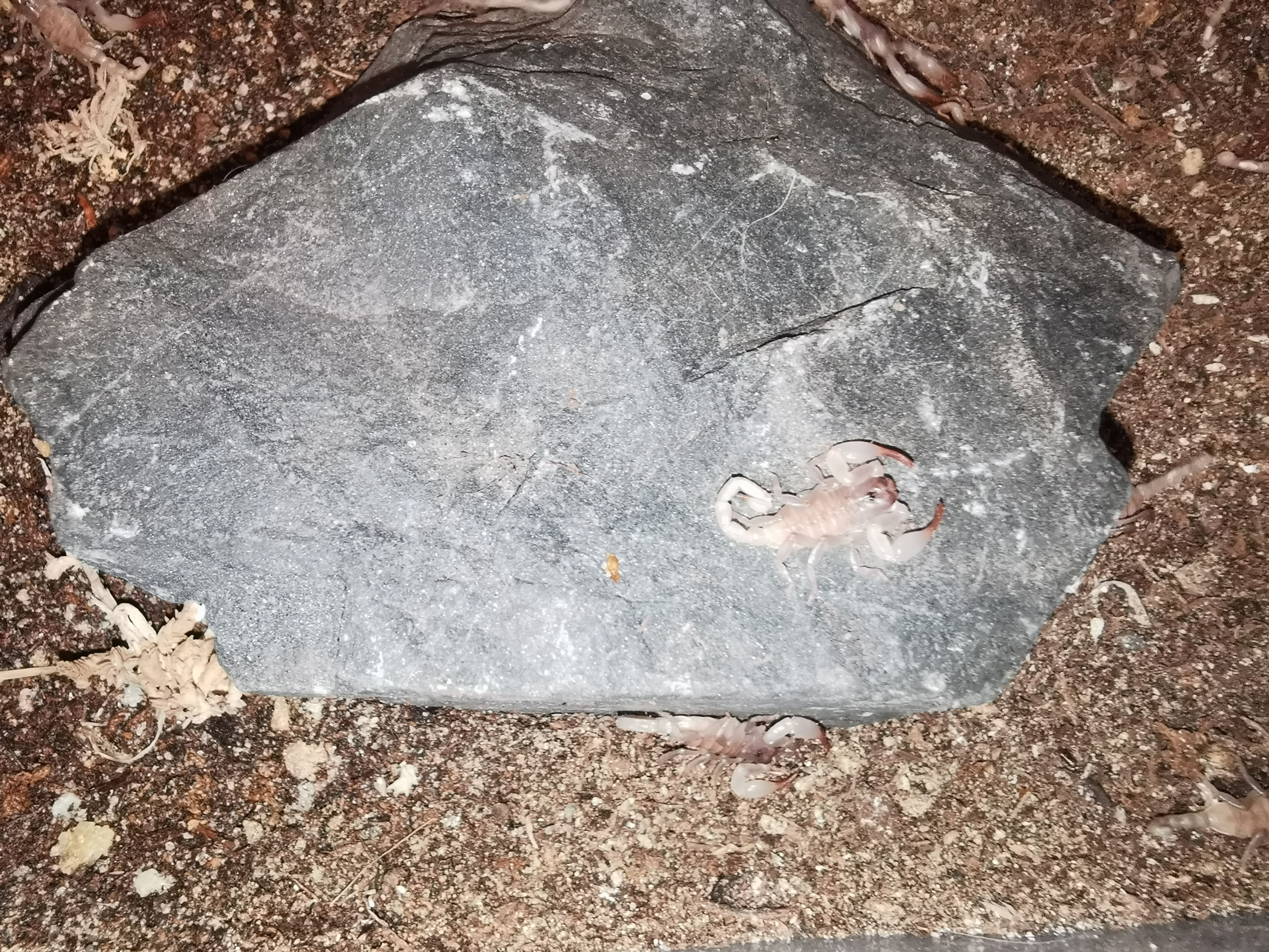 Baby Flinders Ranges scorpling - Urodacus elongatus