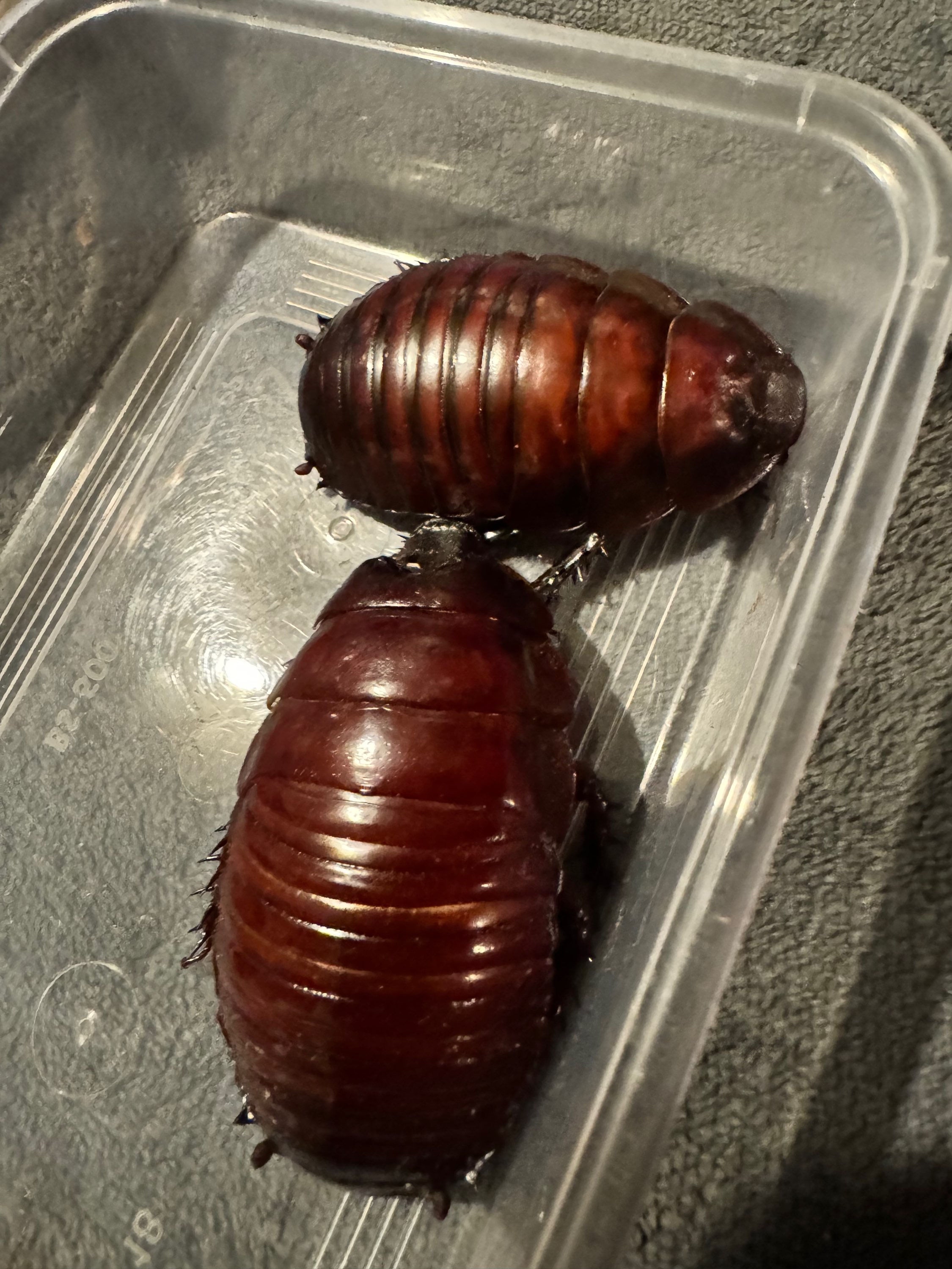 Giant Burrowing Cockroach - Macropanesthia rhinoceros (XL Pair)