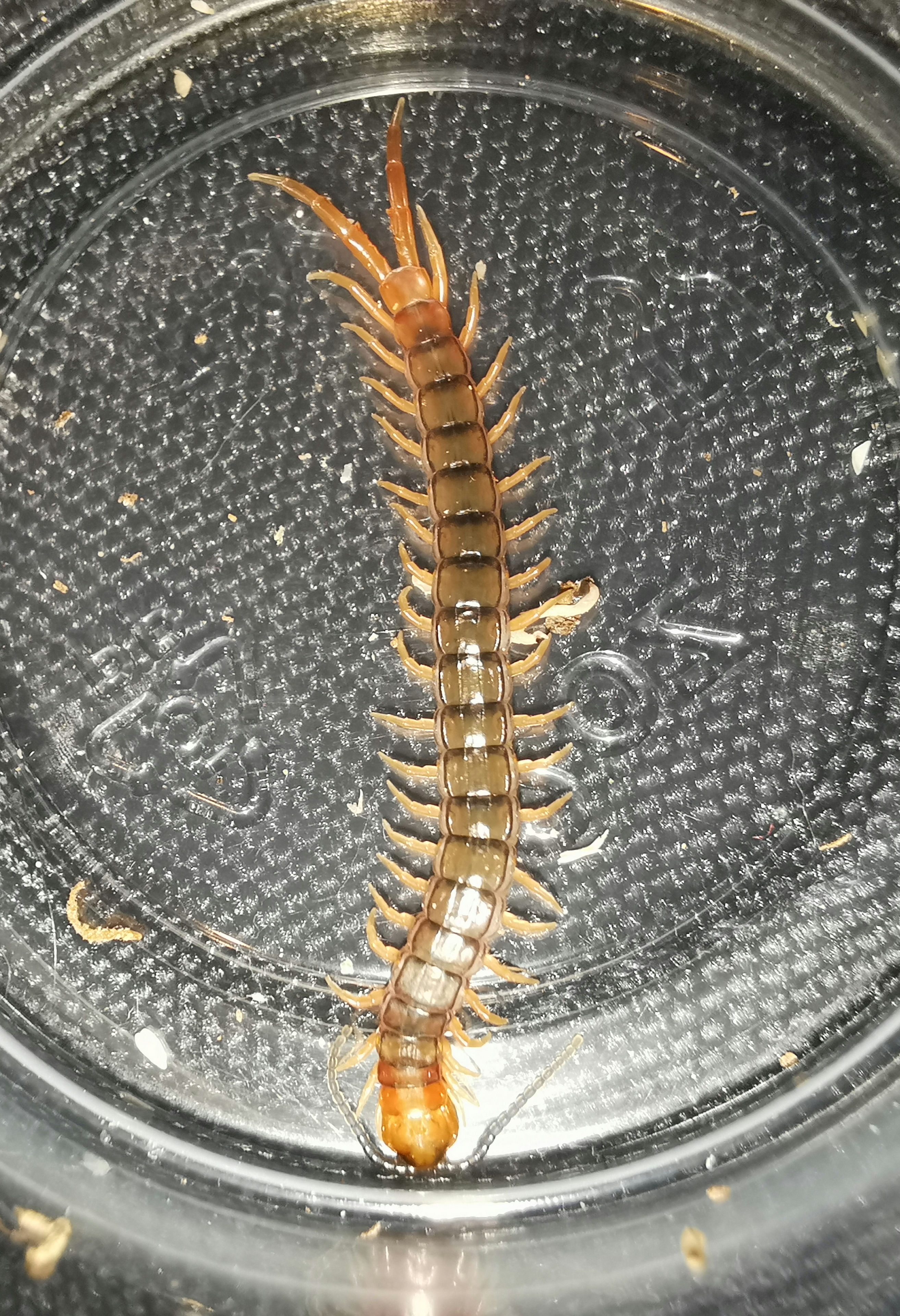 Orange-Footed Centipede - Cormocephalus aurantiipes (SA locale) (Juvi)