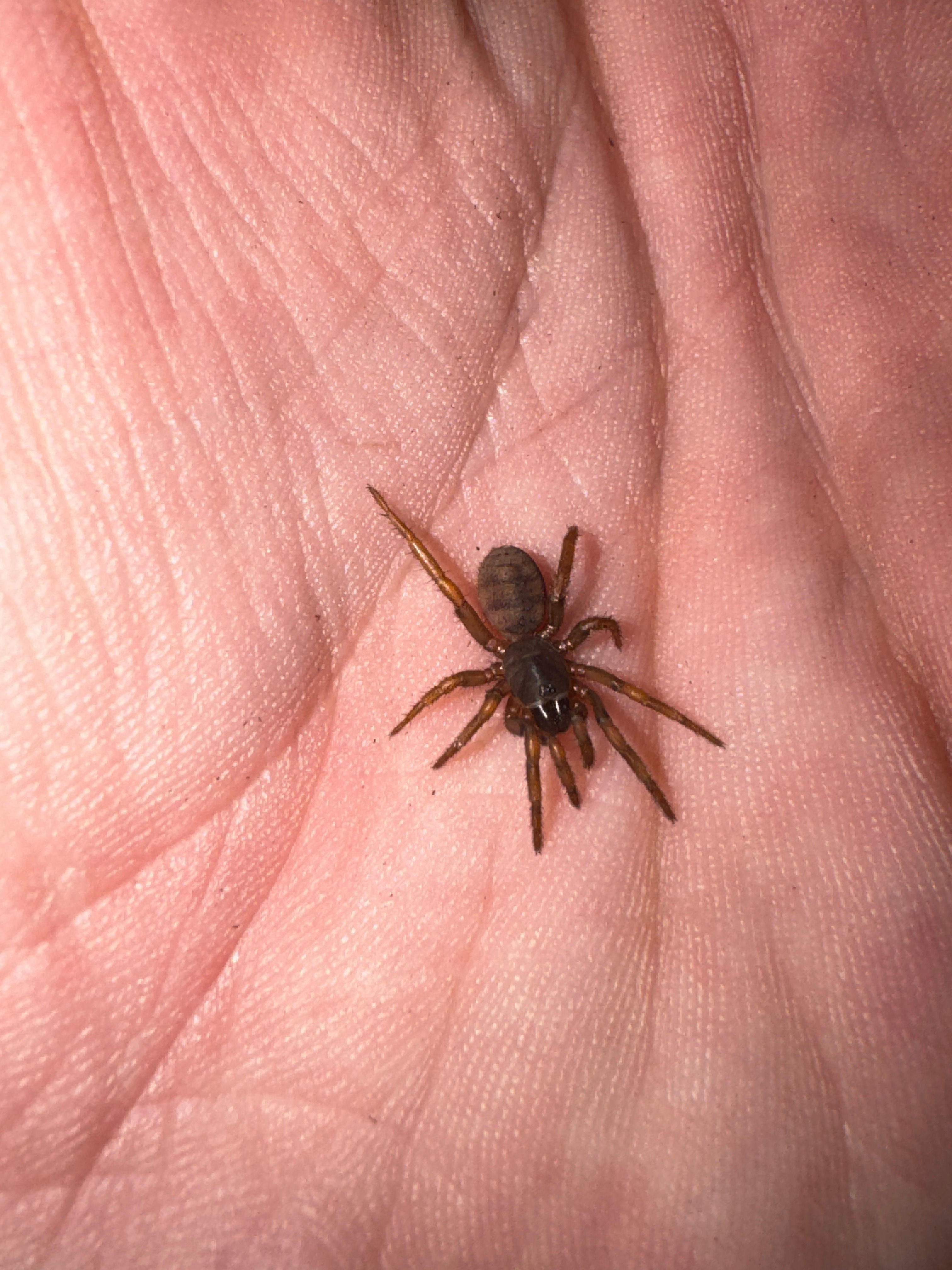 Drawbridge Trapdoor - Arbanitis Sp. Barrington Tops
