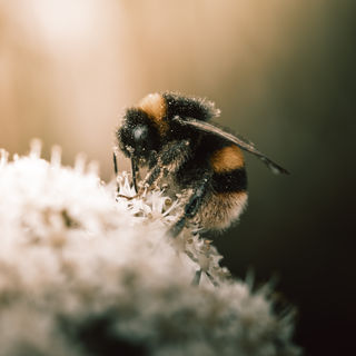 BUMBLE