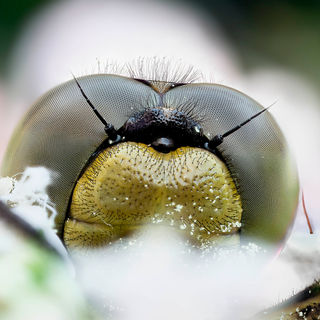 Dragonfly head