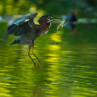 heron
