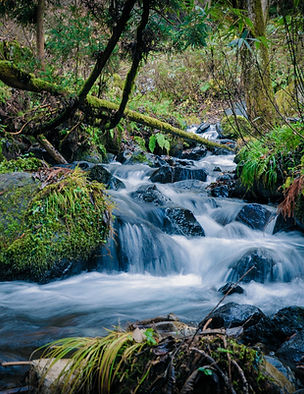 flowing water of river in between of tre