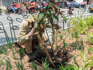Zonas verdes de Medellín serán cuidadas por expertos del Jardín Botánico.