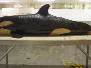 Orca bebé nació ya contaminada desde el vientre materno y murió a los 10 días.