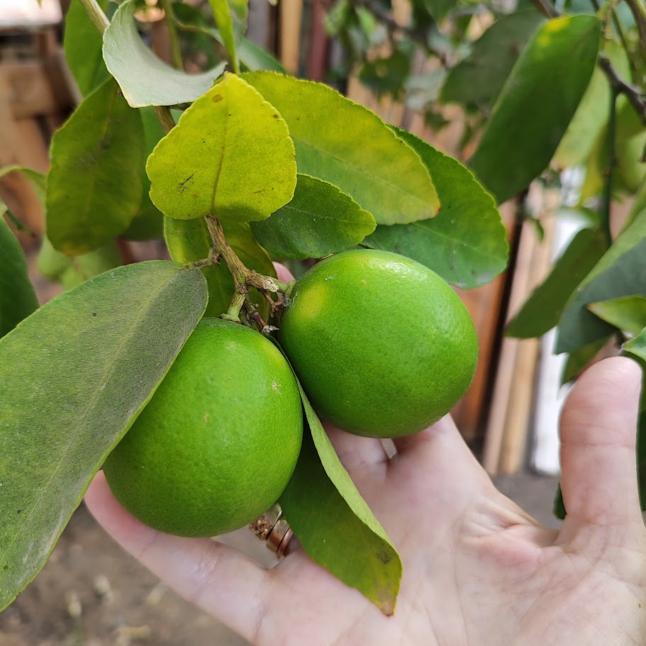 lemons on a tree