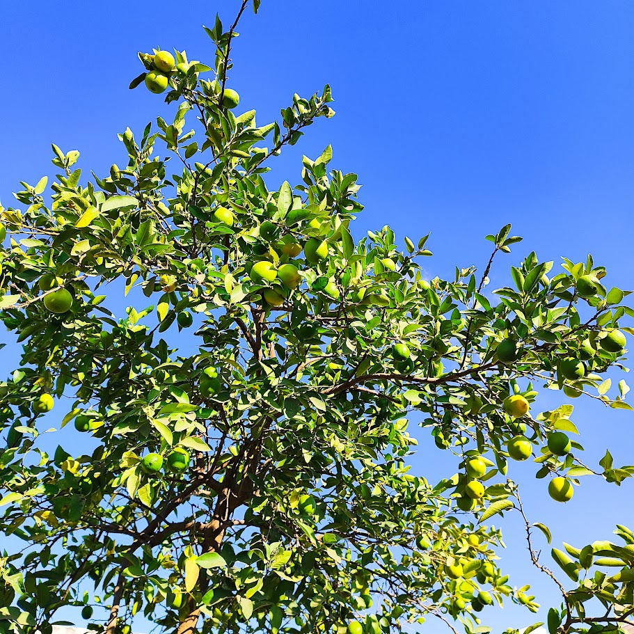 lemon tree