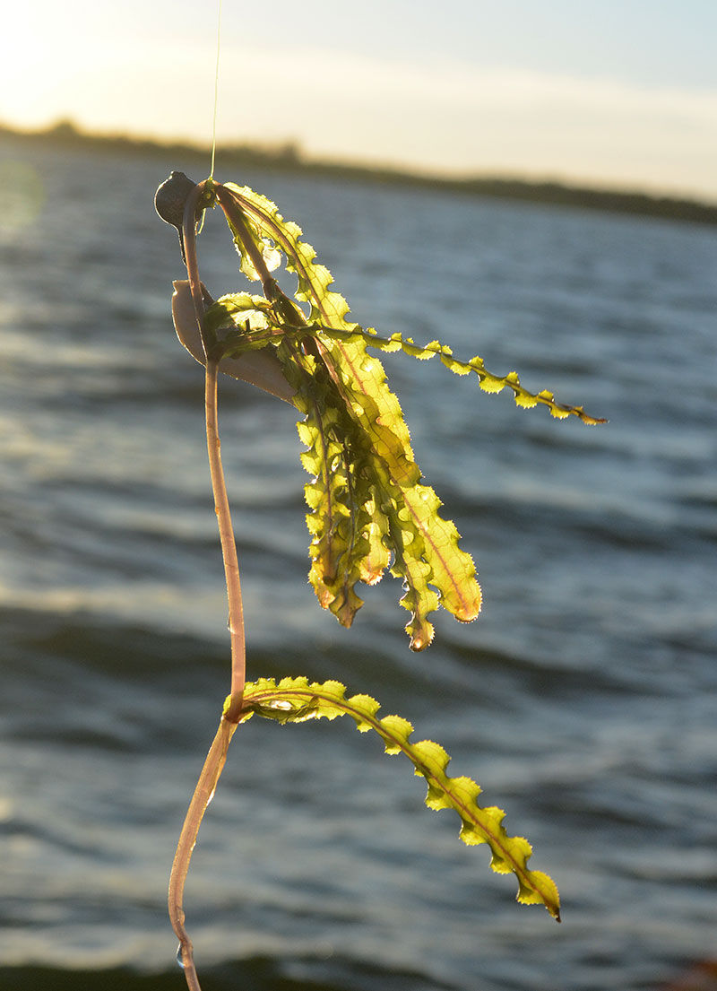 curlyleaf-pondweed-2.jpg