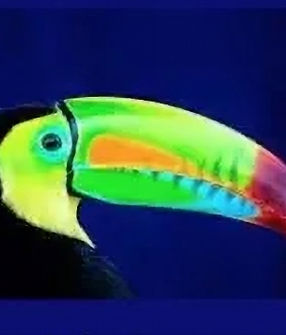 Logo Pura Vida Connections