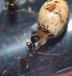 image de myrmecofourmis