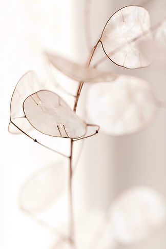 selective focus photography of white flowers_edited_edited.jpg
